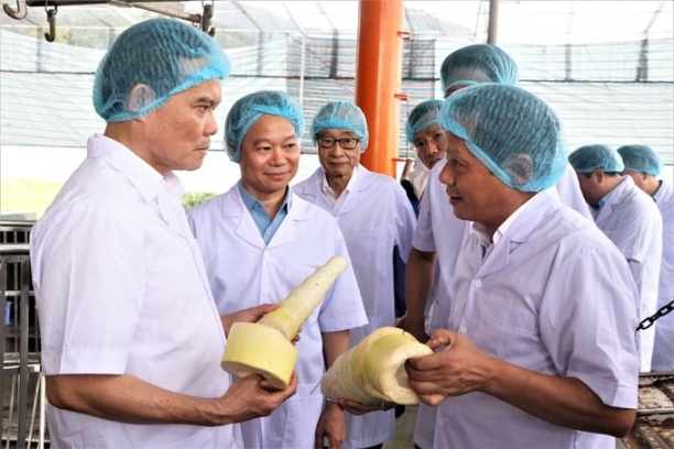 Phó Thủ tướng Trần Lưu Quang thăm khu thu mua và chế biến măng của Công ty TNHH Yamazaky Việt Nam tại xã Tưng Khánh, huyện Trấn Yên ngày 10/8/2023. 