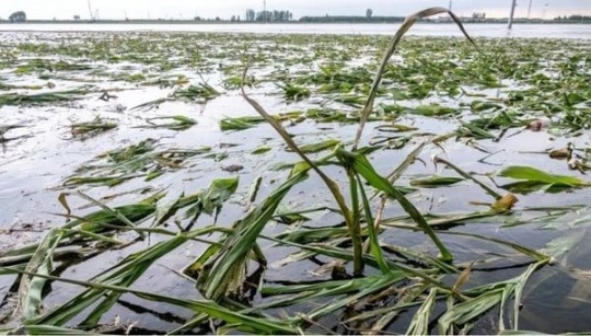 Lúa mì bị thiệt hại số lượng lớn sau khi hứng chịu thiên tai lũ lụt vào cuối tháng 7. 