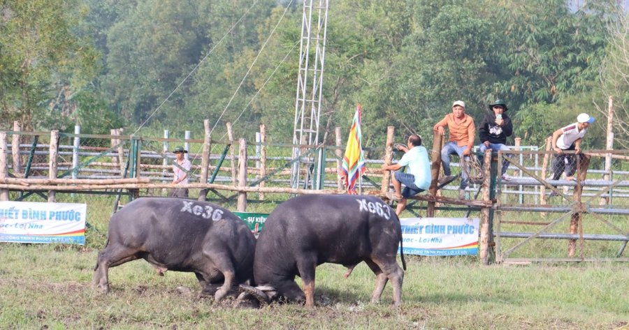 tung-bung-hoi-choi-trau-dinh-than-tan-khai-–-hon-quan-binh-phuoc-EhEj.jpg