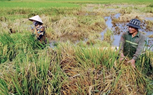 tang-dien-tich-cay-vu-dong-ua-lanh-de-bu-dap-thiet-hai-do-mua-ung-HAkR.jpeg