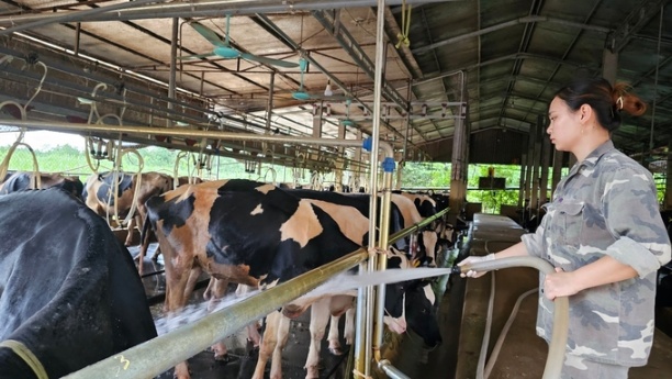 Nghề chăn nuôi bò sữa ở Vĩnh Tường. Ảnh: Văn Việt.