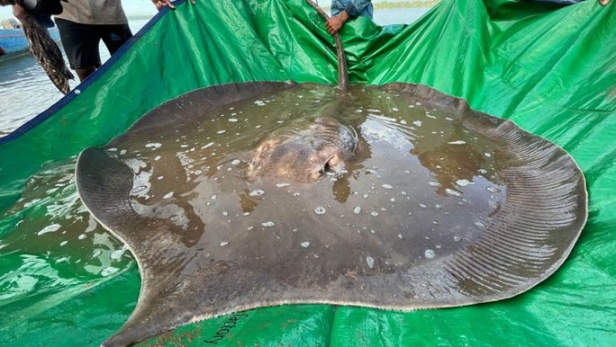 Xác nhận bắt được cá nước ngọt lớn nhất thế giới trên sông Mê Kông - Ảnh 1.