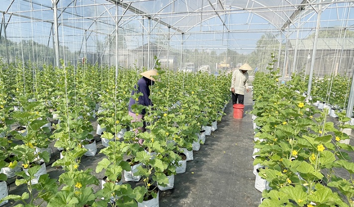 Mô hình nhà màng trồng dưa lưới công nghệ cao ở huyện Quảng Trạch. Ảnh: T.Phùng.