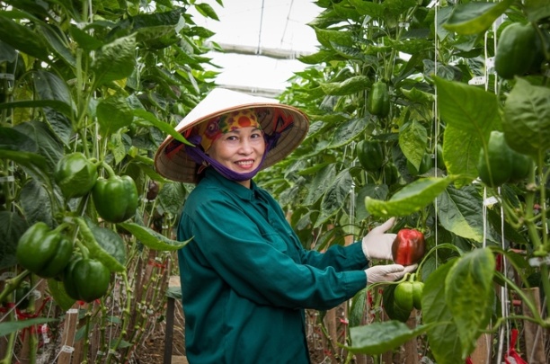 Vườn ớt chuông trồng bằng giống ghép luôn xanh tốt, cho năng suất, sản lượng quả ổn định. Ảnh: FAO Việt Nam.