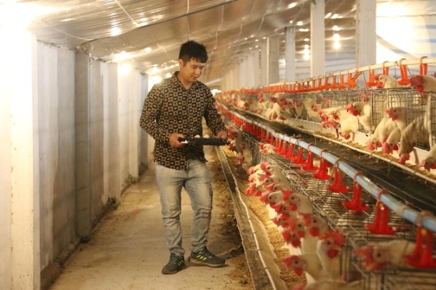 Anh Nguyễn Quang Vình cho biết, hàng ngày đàn gà có thể mang lại cho gia đình khoảng 50 triệu đồng từ bán trứng. Ảnh: Đinh Mười.
