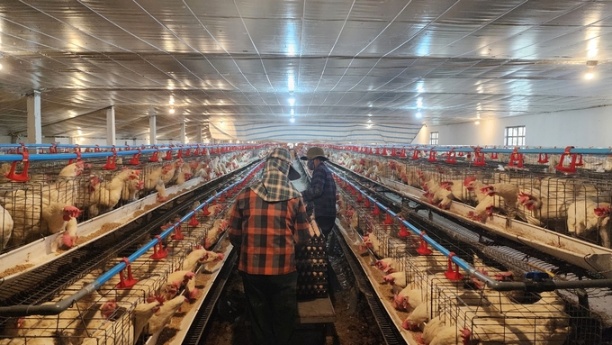 Việc trang trại chăn nuôi gà hoạt động hiệu quả đã góp phần tạo nhiều công ăn việc làm ổn định cho người dân địa phương. Ảnh: Đinh Mười.