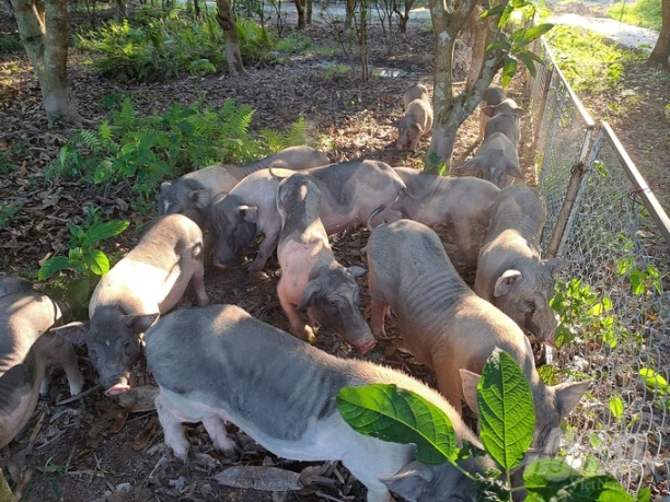 HTX Vạn Thành Phát đang chăn nuôi lợn Móng Cái theo hướng hữu cơ. Ảnh: Cường Vũ. 