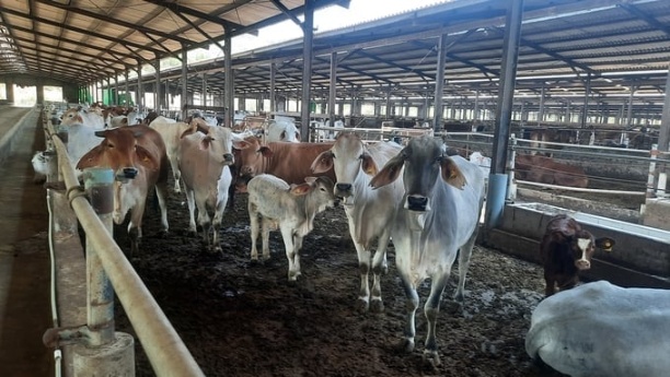 Hiện nay, mỗi tháng, Công ty Phú Lâm xuất bán 250 con bò thịt, mỗi con nặng khoảng 500kg. Ảnh: Nguyễn Thành.