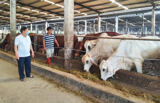 Công ty TNHH Phú Lâm (xã Quảng Nghĩa, TP Móng Cái) là một trong những đơn vị chăn nuôi bò lớn nhất ở Quảng Ninh. Ảnh: Nguyễn Thành.