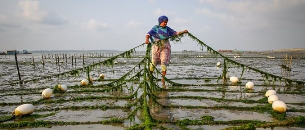 Dự án của FAO về phát triển nghề cá và nuôi trồng thủy sản ở Sri Lanka.