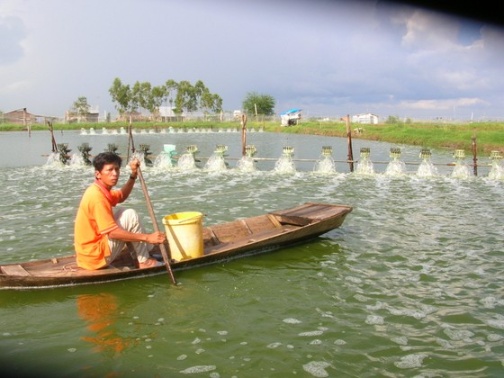 Thủy sản ĐBSCL đóng góp rất lớn vào kim ngạch xuất khẩu hiện nay ảnh 1