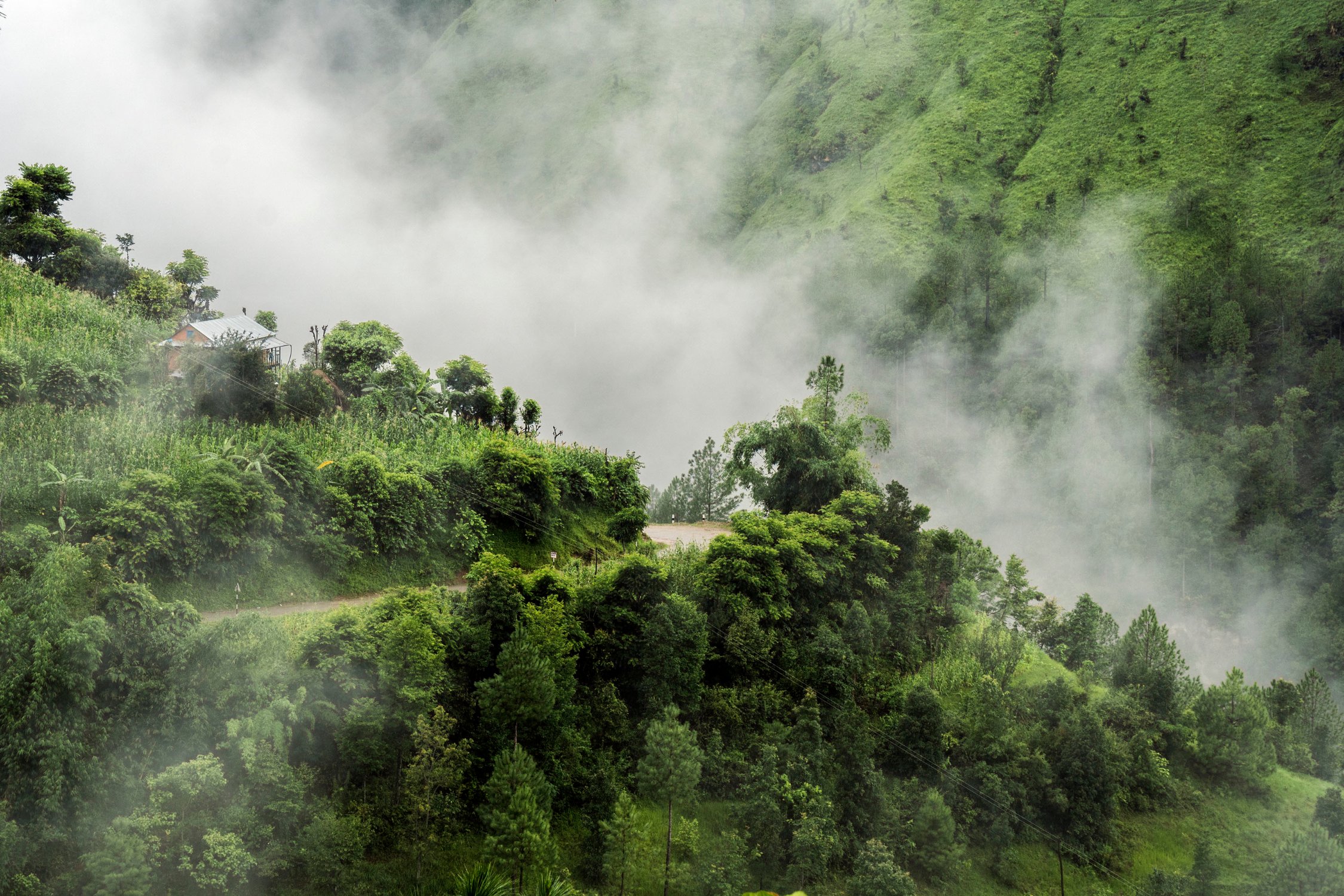 fao-nepal.jpg