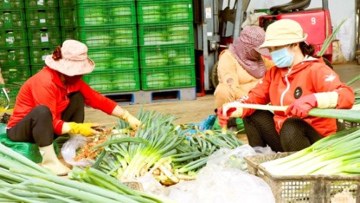 Phân loại rau tại nguồn ở Đà Lạt (Lâm Đồng) trước khi đưa đi tiêu thụ tại thị trường TPHCM và các tỉnh thành phía Nam. Ảnh: ĐOÀN KIÊN