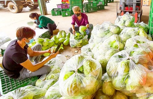 Phân loại rau tại nguồn ở Đà Lạt trước khi đưa đi tiêu thụ tại thị trường TPHCM và các tỉnh phía Nam. Ảnh: ĐOÀN KIÊN
