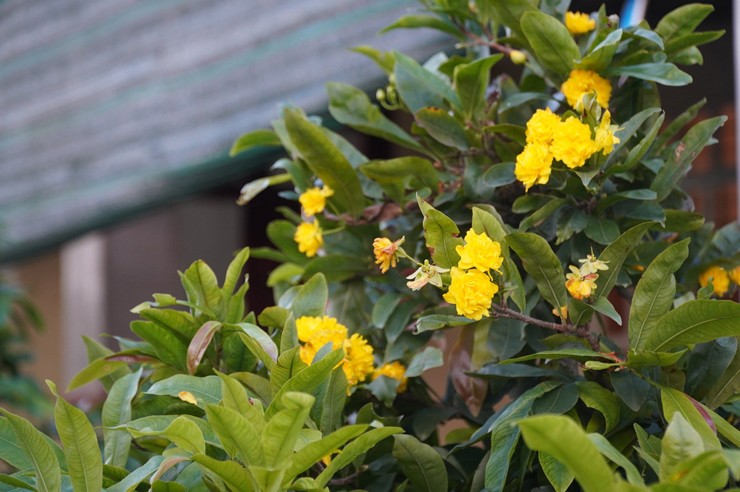 Chỉ trồng cây này bán dịp Tết, nhiều nông dân Bến Tre thành tỷ phú