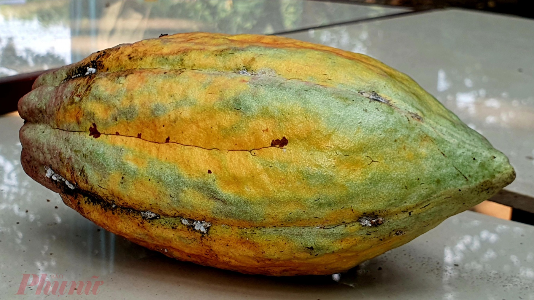Trái cacao chín sẽ ngả sang màu nâu vàng. Tùy theo giống sẽ có các màu khác nhau