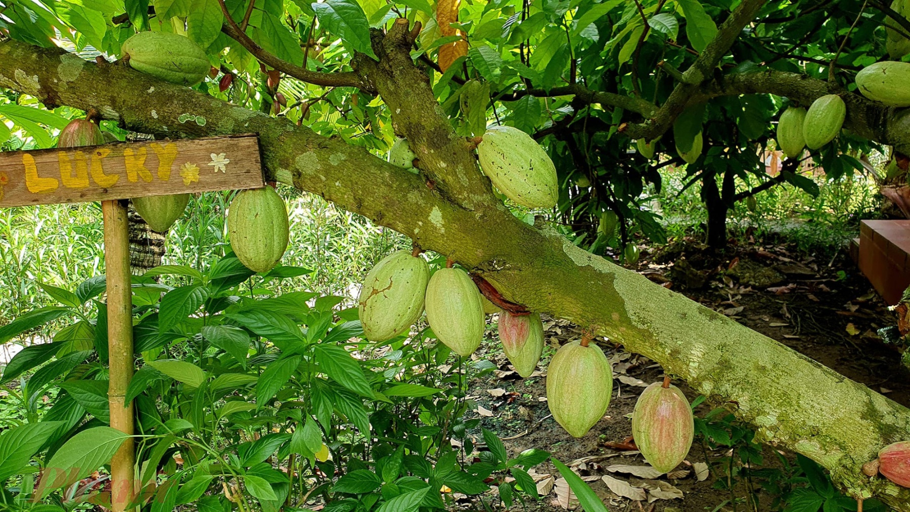 Đến đây vào đúng mùa cacao, bạn sẽ thấy cây nào cũng lúc lỉu quả