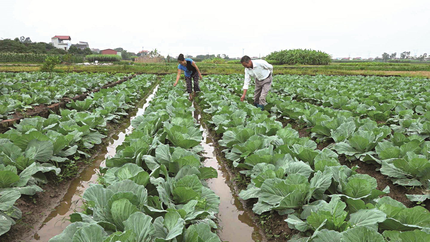 khu-ruộng-trồng-rau-an-toàn-của-htx-dịch-vụ-nông-nghiệp-thôn-ngăm-mạc.png