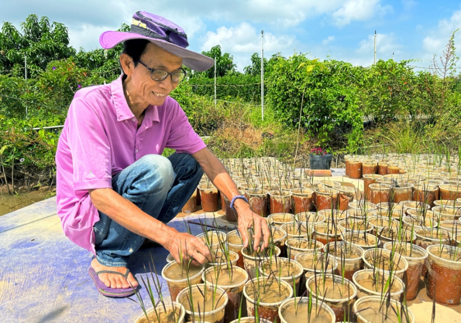 Ông Trần Văn Tiếp (làng hoa Sa Đéc, tỉnh Đồng Tháp) đang chăm sóc lúa kiểng lá tím bông xanh  để bán vào dịp tết năm nay - Ảnh: huỳnh Lợi