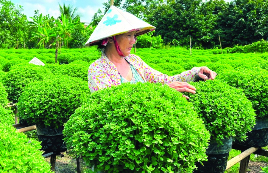Nông dân ở làng hoa Sa Đéc (tỉnh Đồng Tháp) chăm sóc cúc mâm xôi  phục vụ thị trường tết Giáp Thìn 2024 - Ảnh: huỳnh Lợi