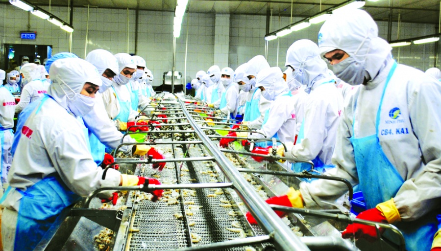 Công nhân Tập đoàn Thủy sản Minh Phú (tỉnh Cà Mau) chế biến tôm xuất khẩu ẢNH: HUỲNH LỢI