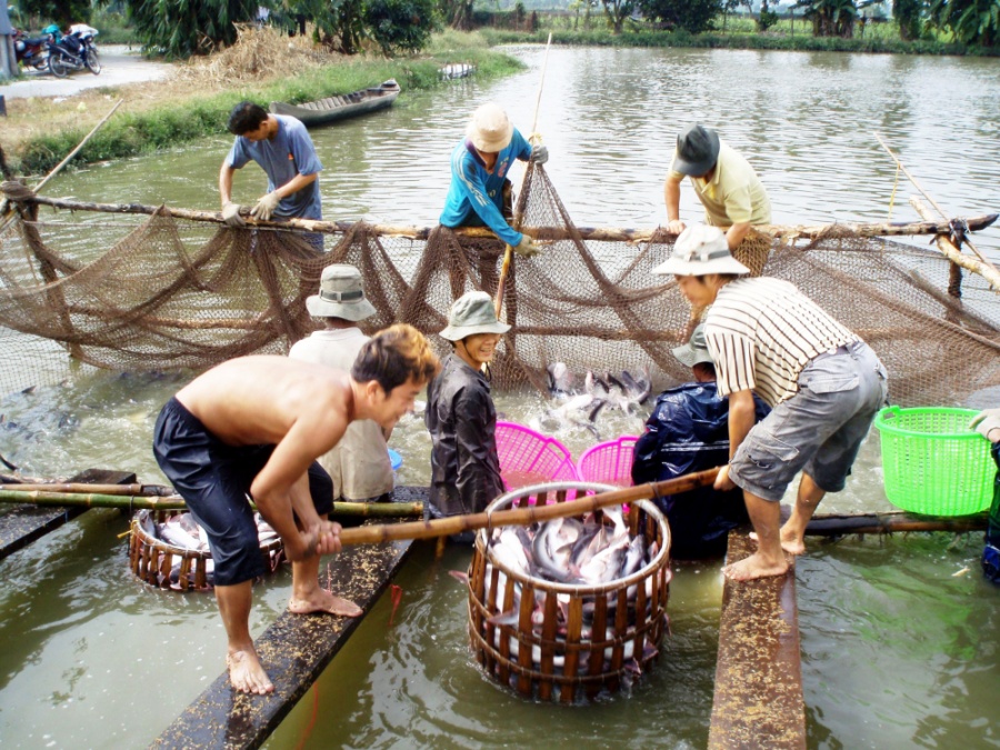 Nông dân ở huyện Châu Phú, tỉnh An Giang thu hoạch cá tra. Hiện giá bán cá tra thấp khiến người nuôi bị lỗ