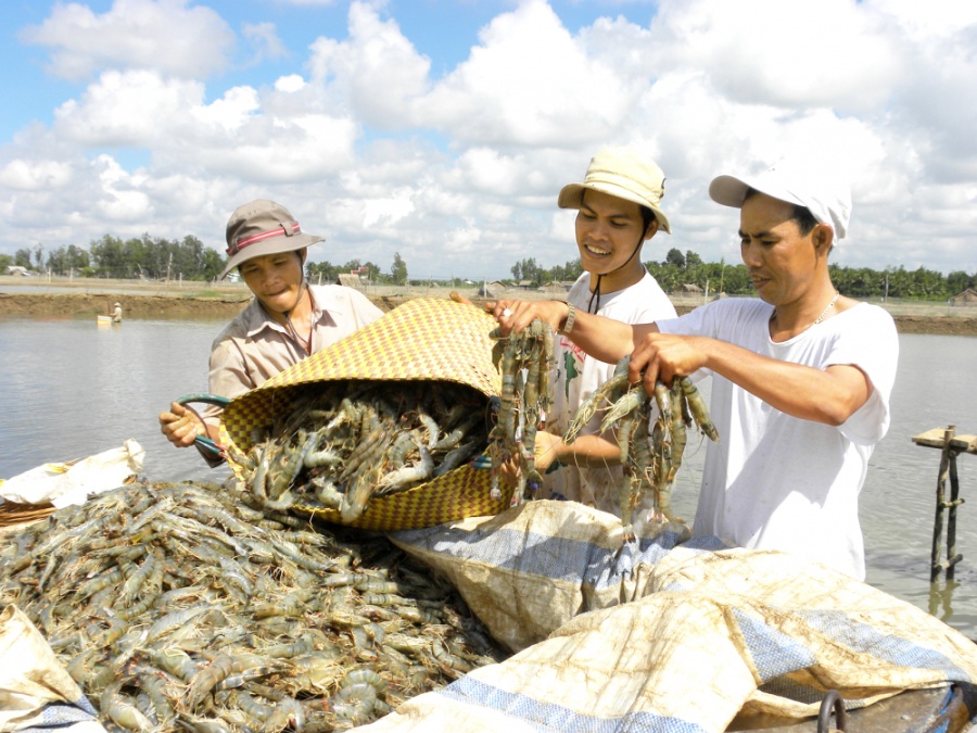 Nông dân huyện Cầu Ngang, tỉnh Trà Vinh thu hoạch tôm. Năm nay, giá tôm giảm  nên người nuôi tôm không có lãi