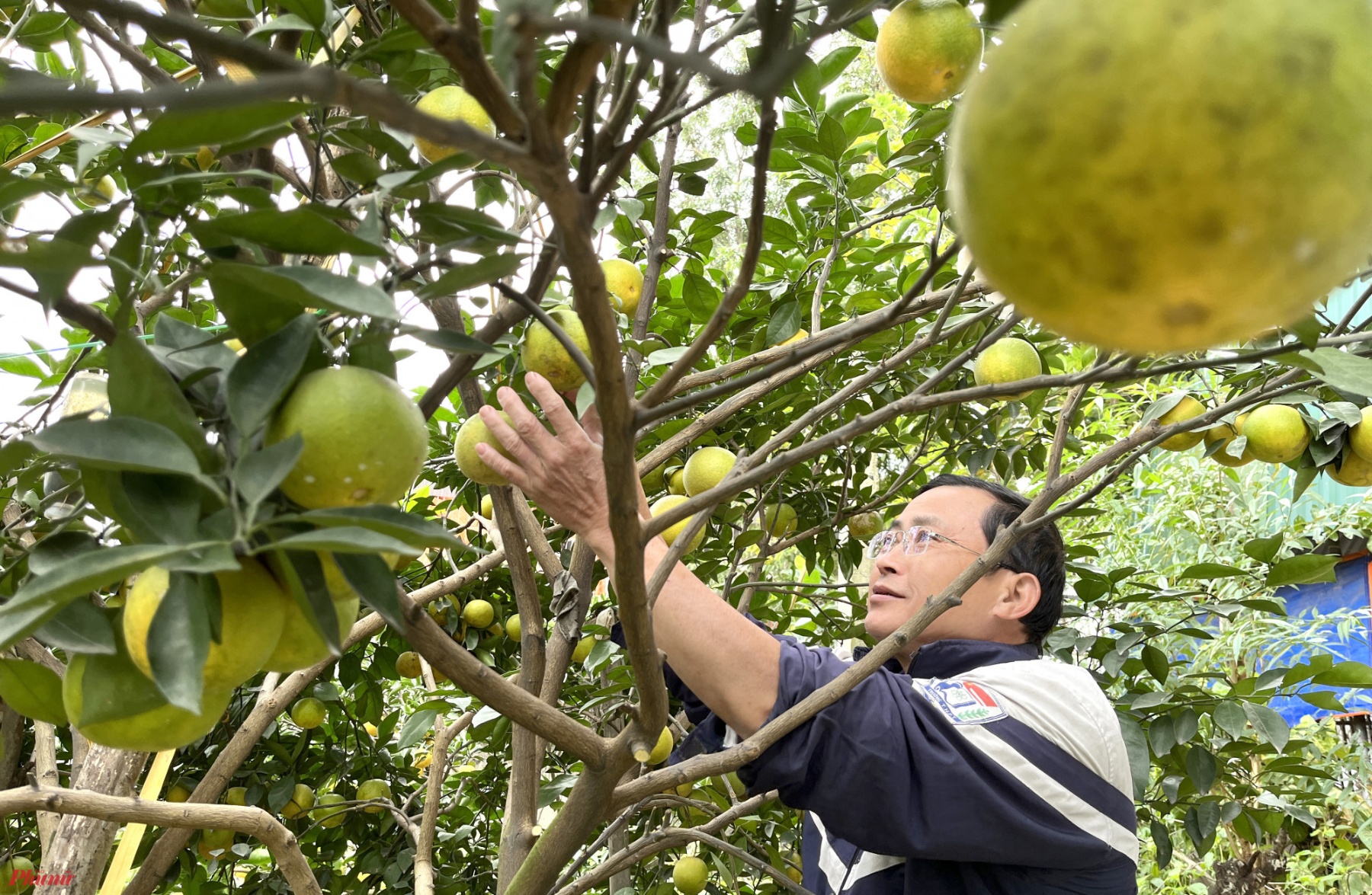 Vườn cam 50 gốc của gia đình ông Hạnh dự kiến cho 5.000 quả, song hiện đã bị rụng mất hơn nửa