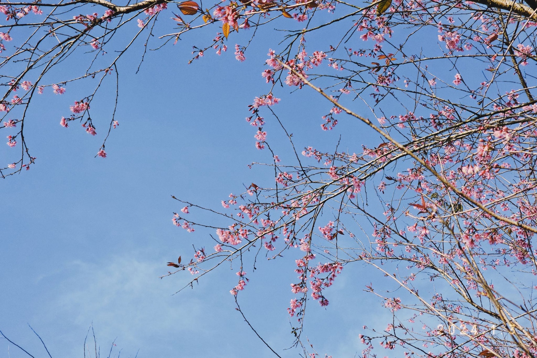 Thời điểm mai anh đào nở hoa: Hoa mai anh đào Đà Lạt thường nở vào đầu mùa xuân, cuối tháng 12 hoặc từ tháng 1 đến tháng 2 tùy theo thời tiết hàng năm,