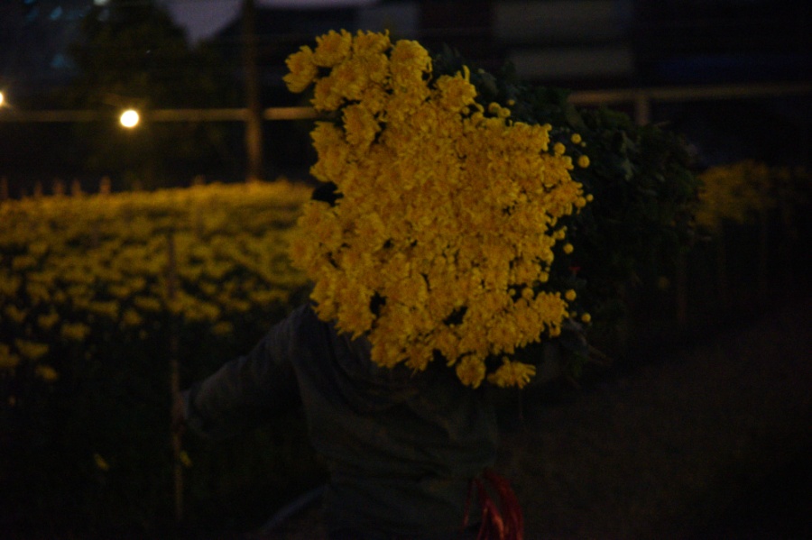 Anh Nguyễn Văn Tuán (Hộ trồng hoa tại Tây Tựu) cho biết, việc toàn bộ đèn được mở chiếu sáng từ 18h hôm trước cho tới 5h sáng hôm sau. Chu kỳ này kéo dài khoảng 30-45 ngày. Đèn chủ yếu được sử dụng trong giai đoạn ủ cây con và thúc cây đang sinh trưởng.