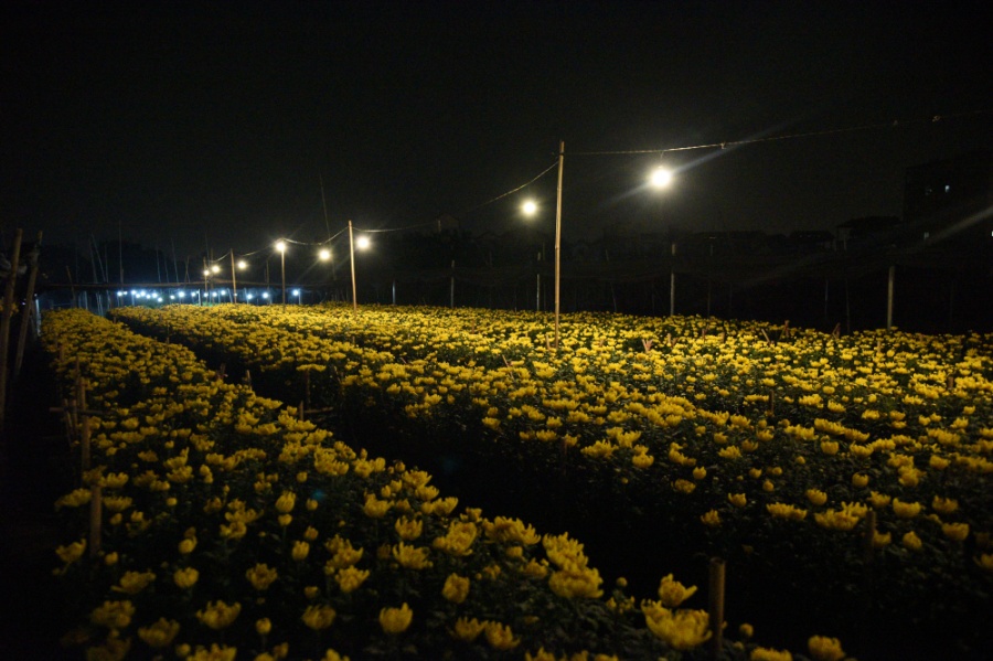 Làng hoa tây Tựu có khoảng hơn 300ha đất trồng hoa, đây là thủ phủ cung cấp hoa lớn cho Hà Nội và các tỉnh lân cận.
