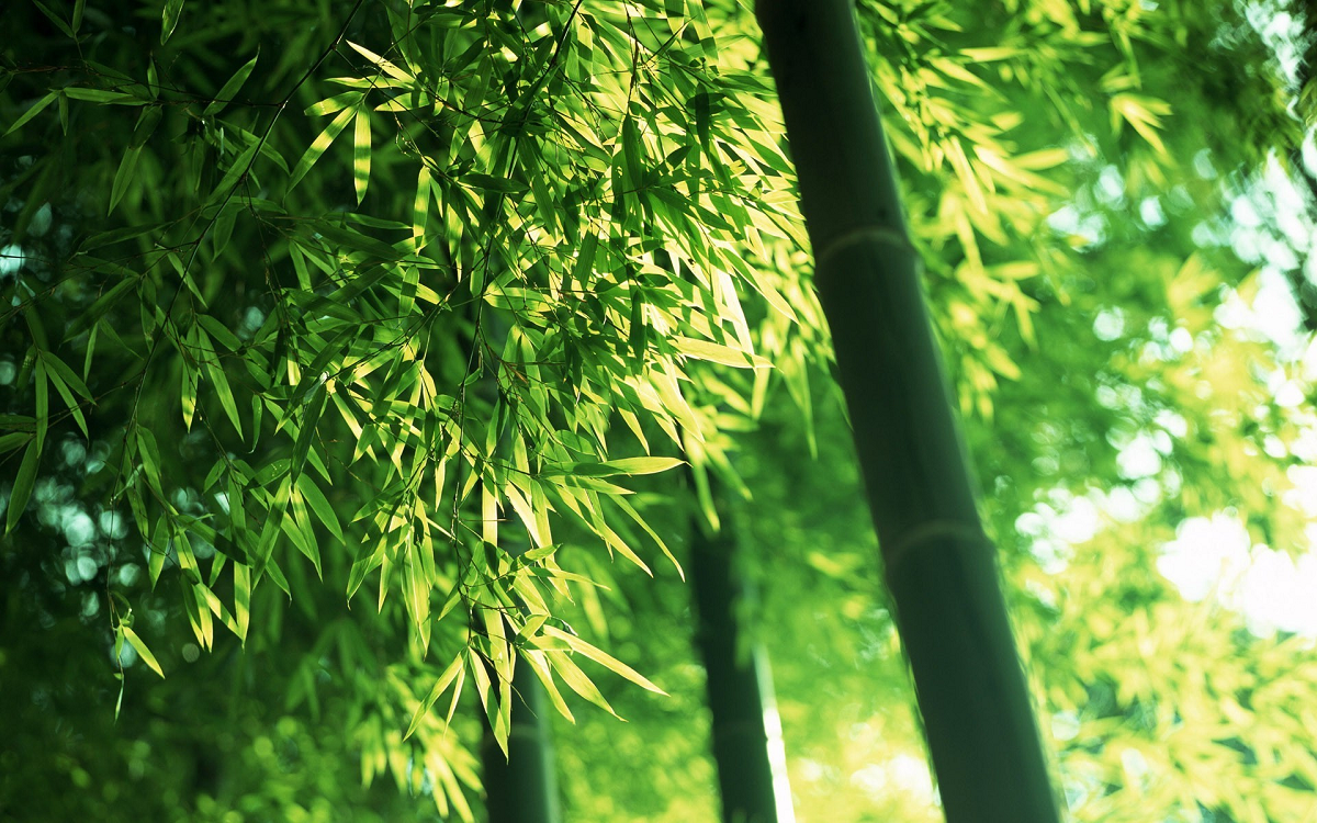 Number of bamboo species found in 52 countries and islands with