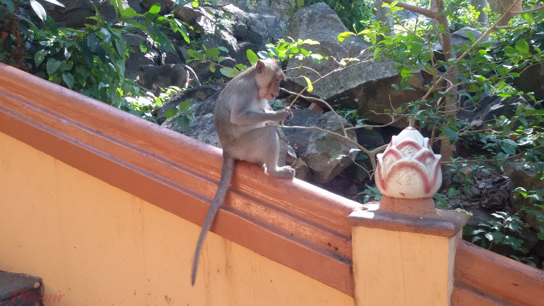Chú khỉ đang ăn thức ăn của người dân đến viếng chùa cho