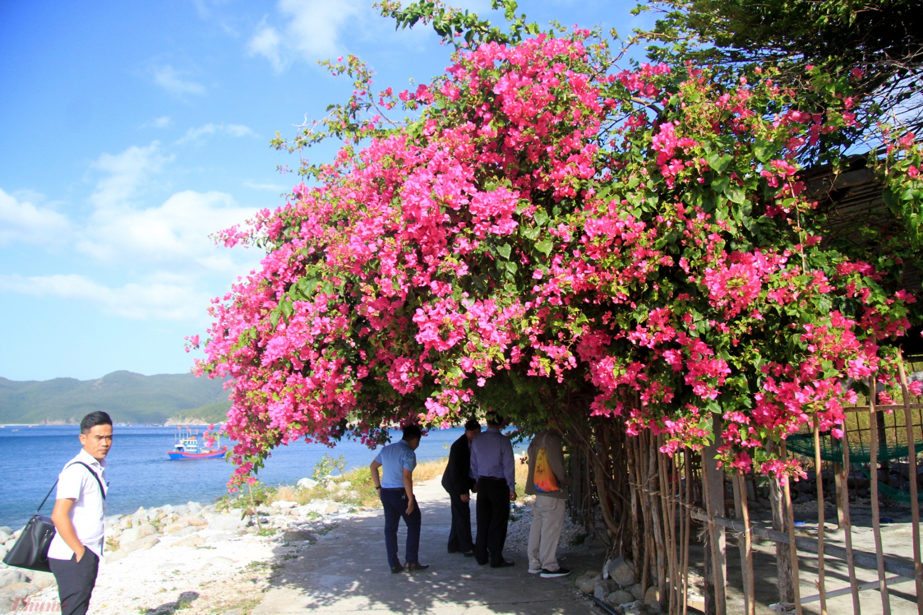 Khám phá cuộc sống của người dân địa phương. Trong ảnh, giàn hoa giấy rực rỡ trước sân nhà một người dân trên đảo khiến nhiều du khách thích thú