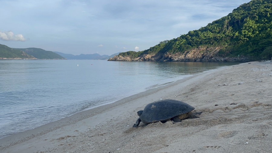 Mùa rùa sinh sản cao điểm ở Côn Đảo là từ tháng 7 đến tháng 9 hàng năm. Ảnh: Trăm Nhỏ