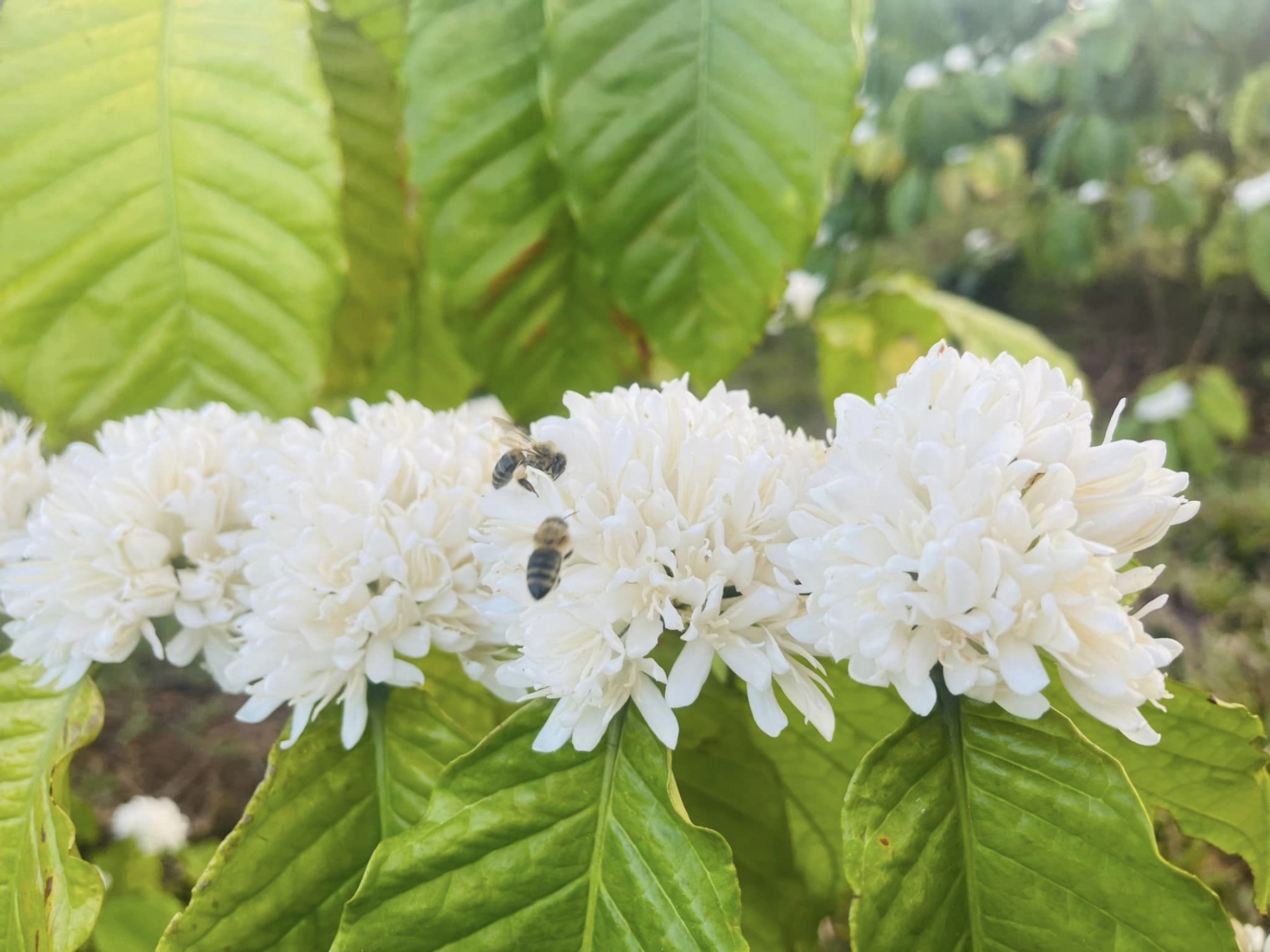 Đầu tháng Ba, hoa cà phê nở trắng tại Buôn Ma Thuột kết hợp với không khí dịu mát những tháng đầu năm, khiến thành phố lớn nhất Tây Nguyên thêm thơ mộng, lãng mạn và 'thơm (hương thơm của hoa cà phê) - Ảnh: Dung nguyễn