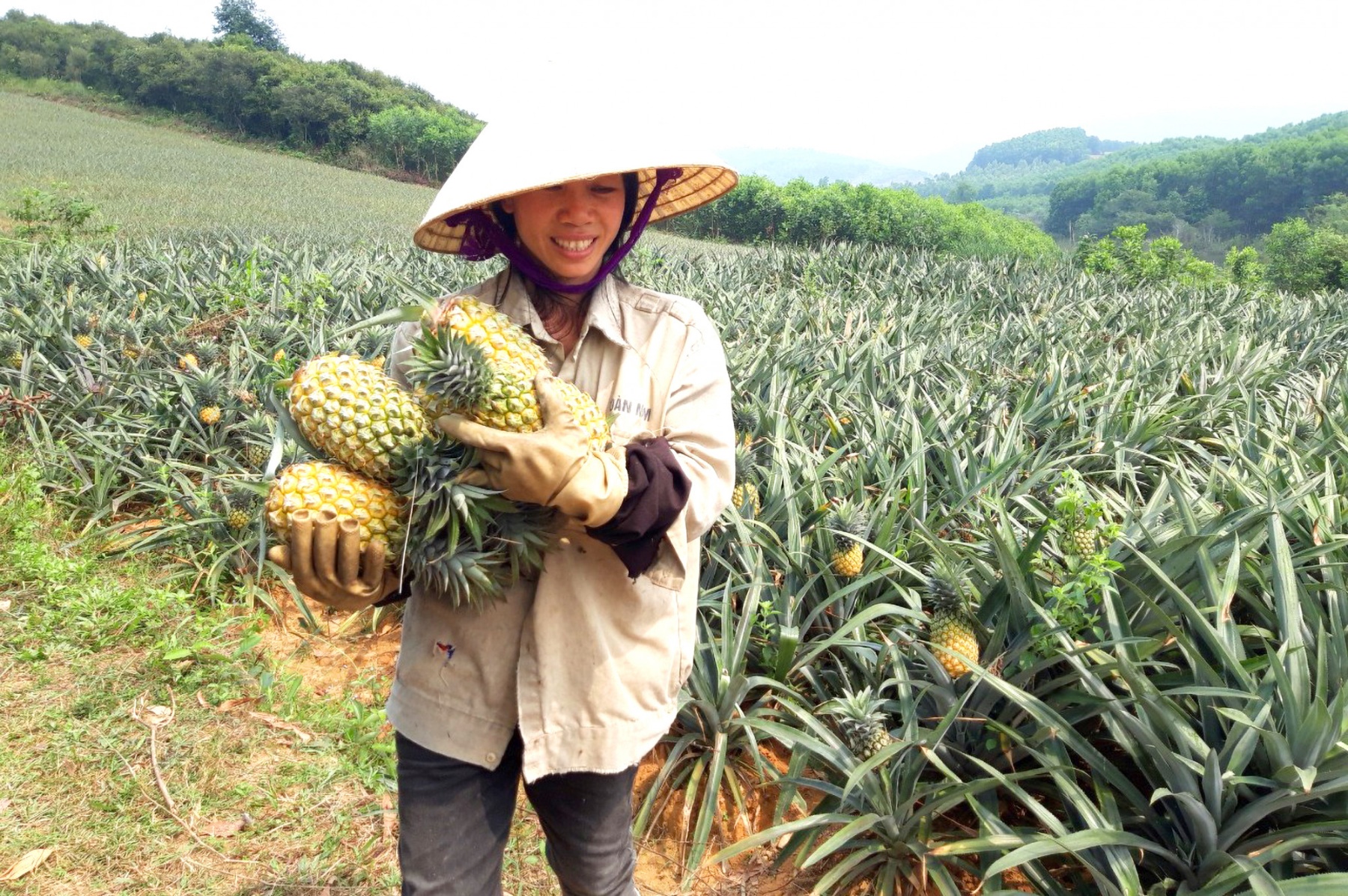 Người dân tranh thủ thu hoạch dứa khi đang được giá - Ảnh: Nguyễn Khánh