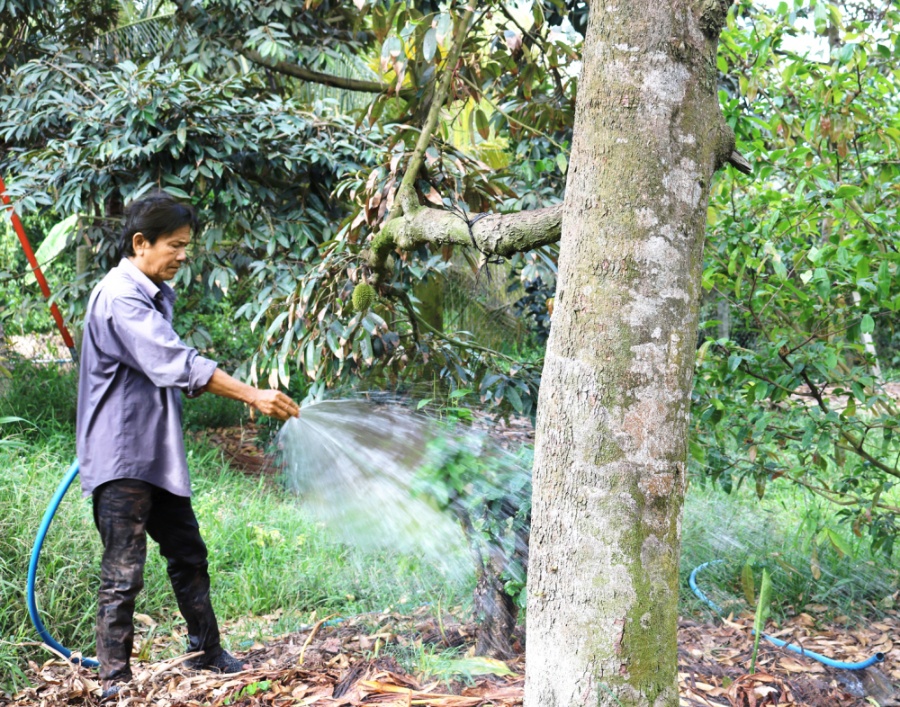 Nông dân huyện Cai Lậy,  tỉnh Tiền Giang chăm sóc vườn sầu riêng