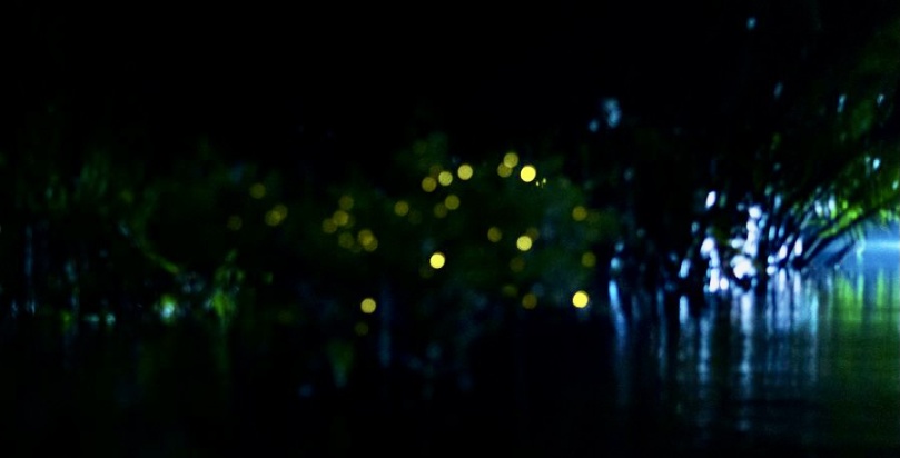 Vào buổi tối, nhìn ngắm ánh sáng từ những con đom đóm trên dòng Ba Lai là một trải nghiệm khó quên mà những cặp đôi hay các em nhỏ luôn tìm kiếm.