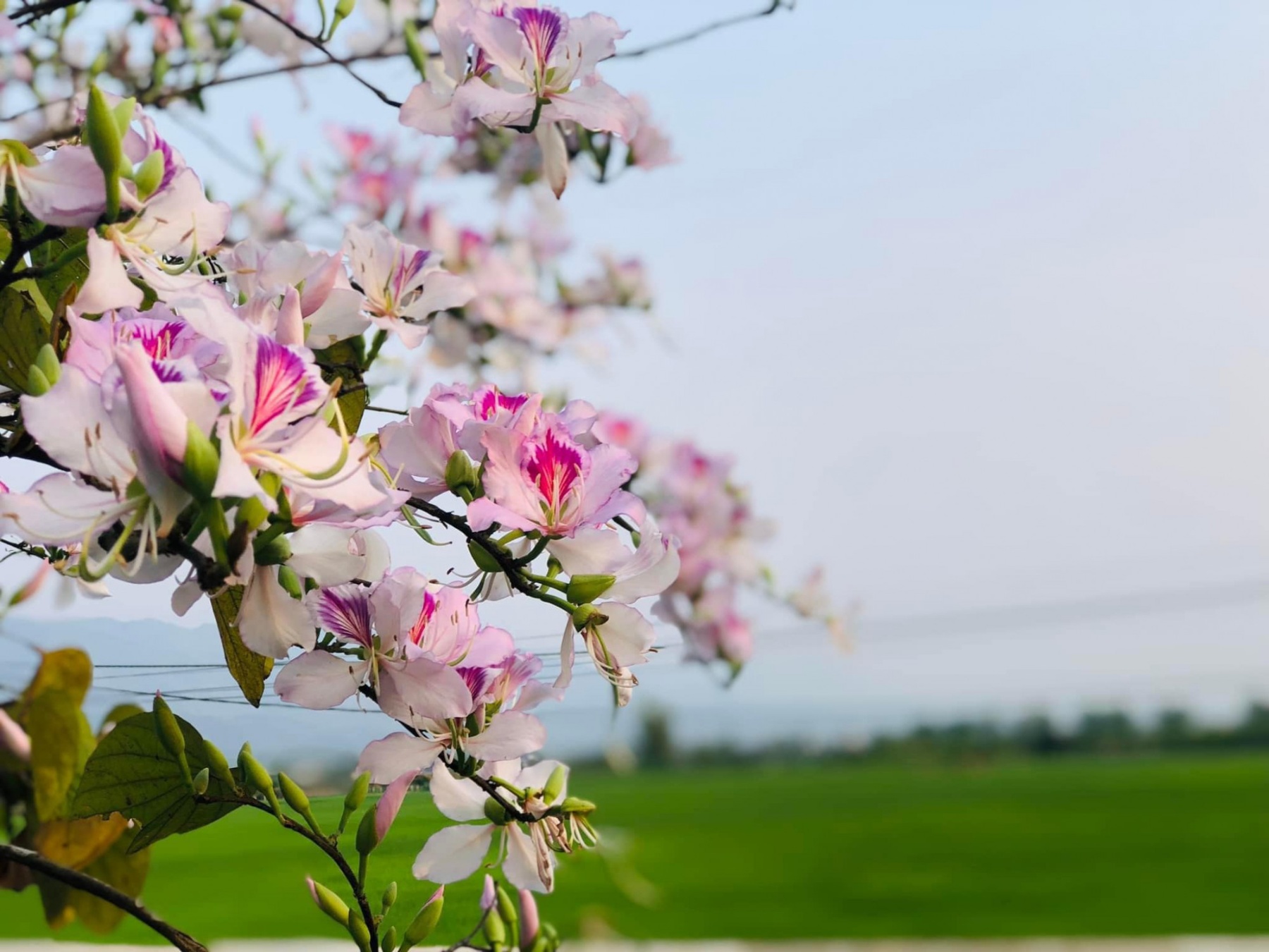 Từ tháng 3 đến tháng 4, hoa ban nở trắng, hồng khắp TP Điện Biên Phủ