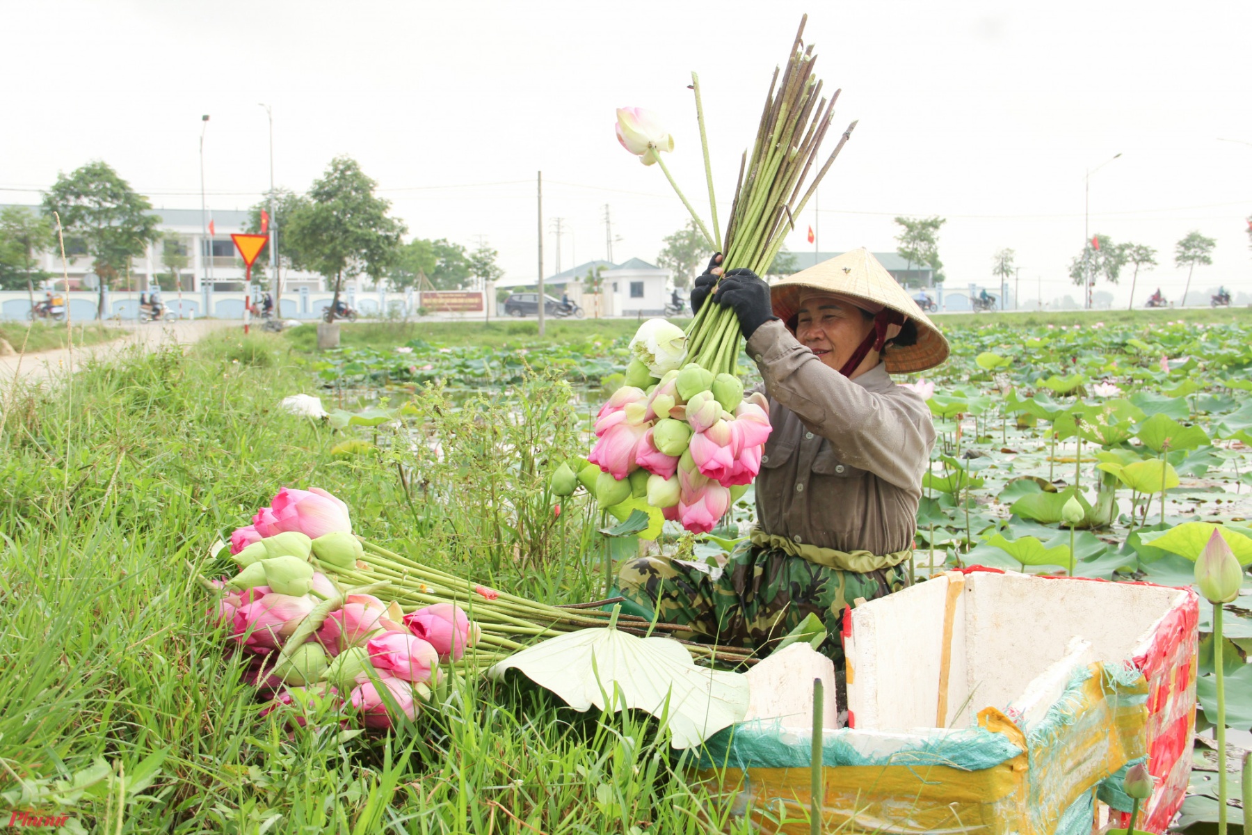 Bà Hà Thị Trung (trú xã Kim Liên) cho biết, cây sen không chỉ tạo cảnh quan, thu hút du khách khi về quê Bác mà còn mang lại một nguồn thu nhập ổn định cho người dân địa phương thời gian gần đây.