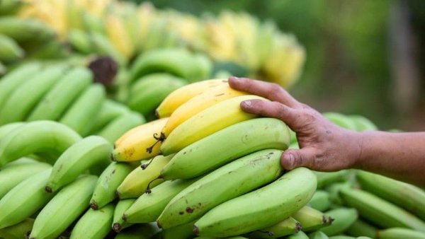 6304cf1ff045fb2620156250_is-raw-banana-good-for-diabetes_Zuf8zV.jpeg