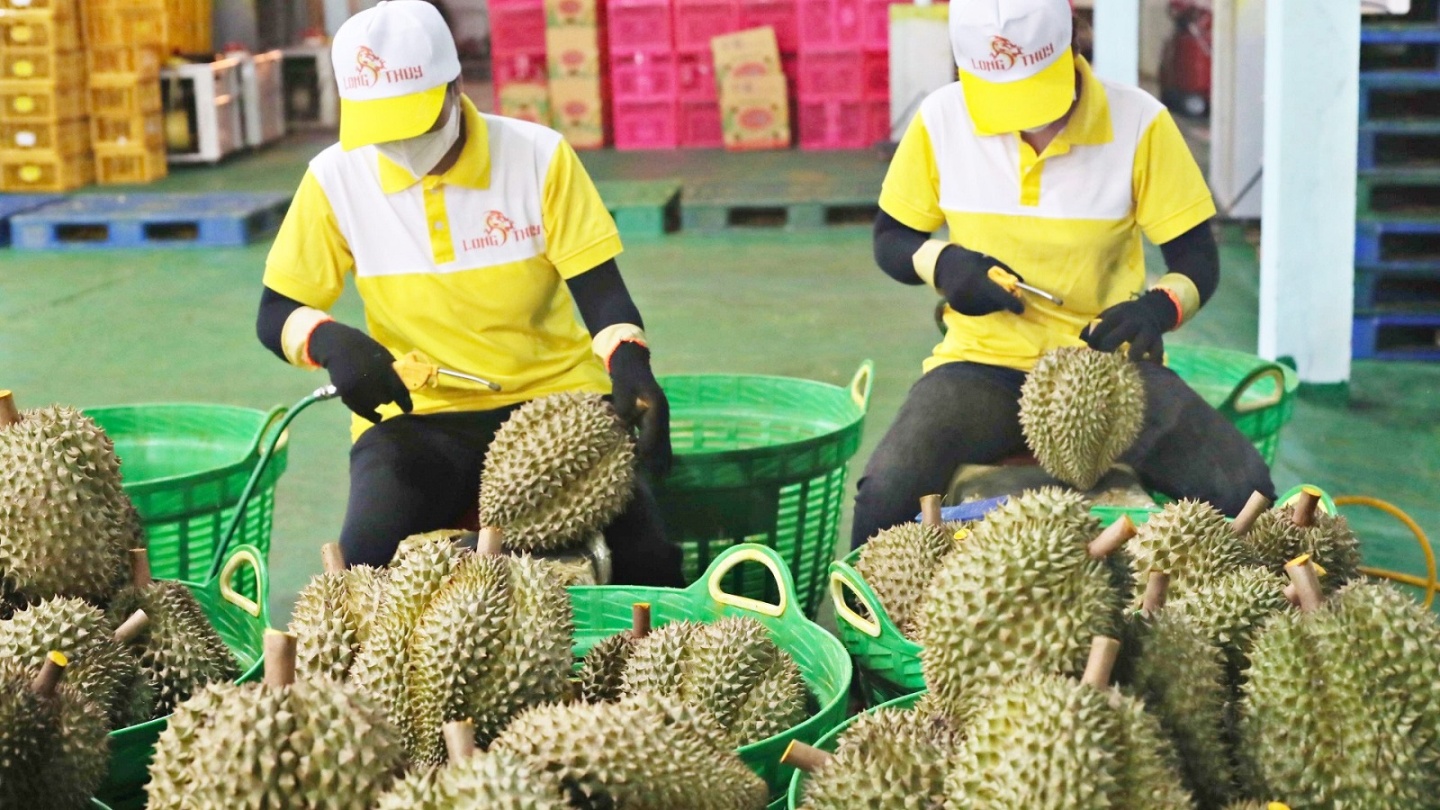 五月初,超过150个榴莲集装箱从口岸退回福安,合计近2400吨 榴莲出口遇阻:五月初大量集装箱被拒入境