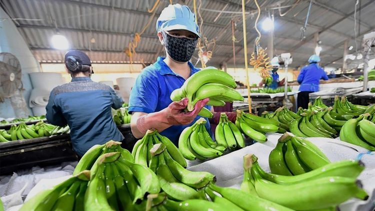 Từ vị trí thứ 9 thế giới đến giấc mơ tỷ đô: Cần một cú hích cho ngành chuối Việt Nam