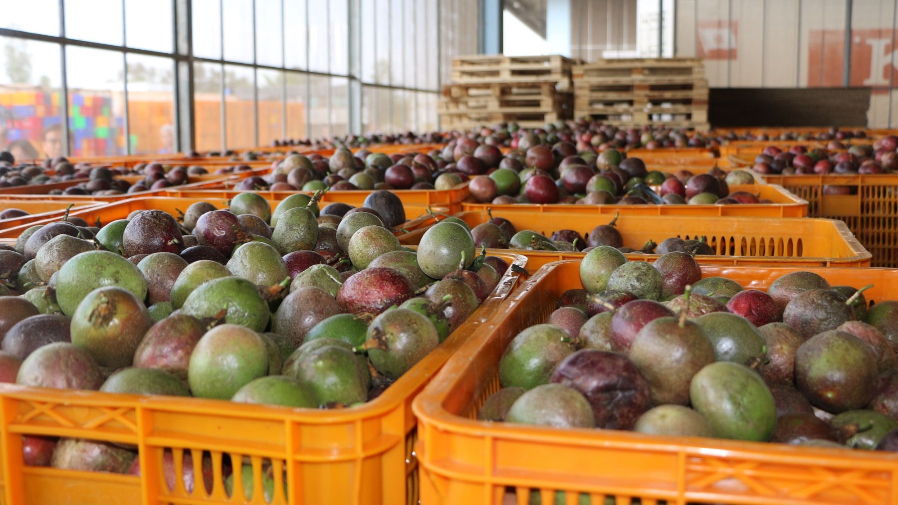 nam trung bo va tay nguyen  bat chap thoi tiet cuc doan nong nghiep van giu   8217 phong do  8217  tang truong