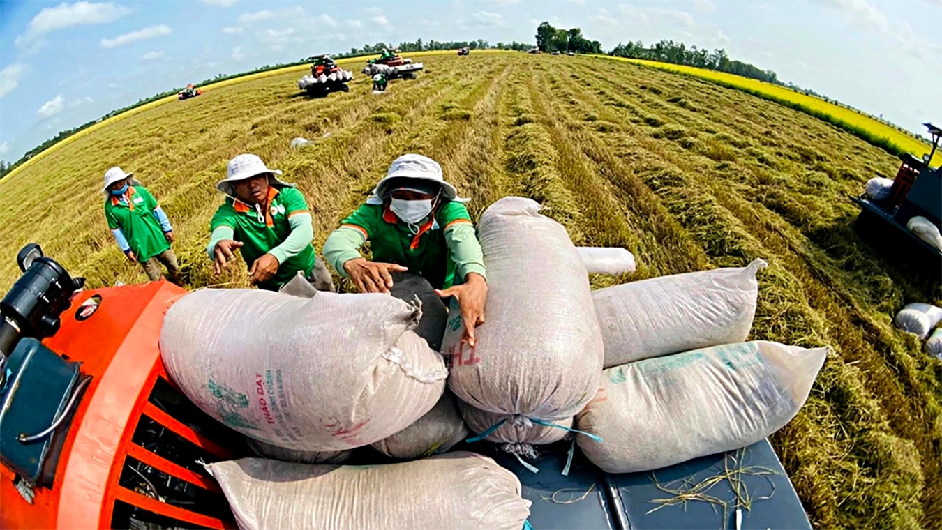 Xuất khẩu gạo: các nước giảm, Việt Nam vọt lên
