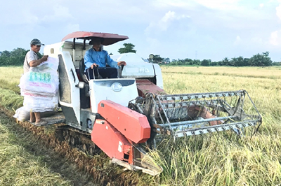 Năng suất lúa tỉnh Vĩnh Long tăng trên 5%. Ảnh: Minh Đảm.