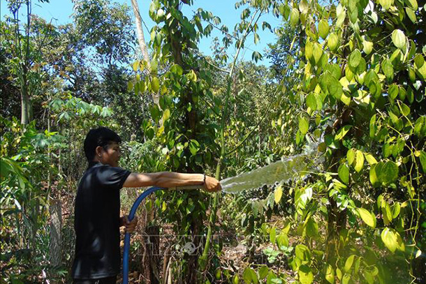 Người dân huyện Bù Đăng chủ động nước tưới cho cây trồng. 