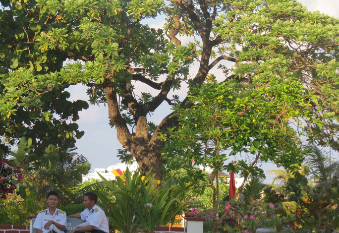 Cây phong ba trên đảo Song Tử Tây (ảnh trên) và cây mù u trên đảo Sơn Ca được công nhận là cây di sản Việt Nam.