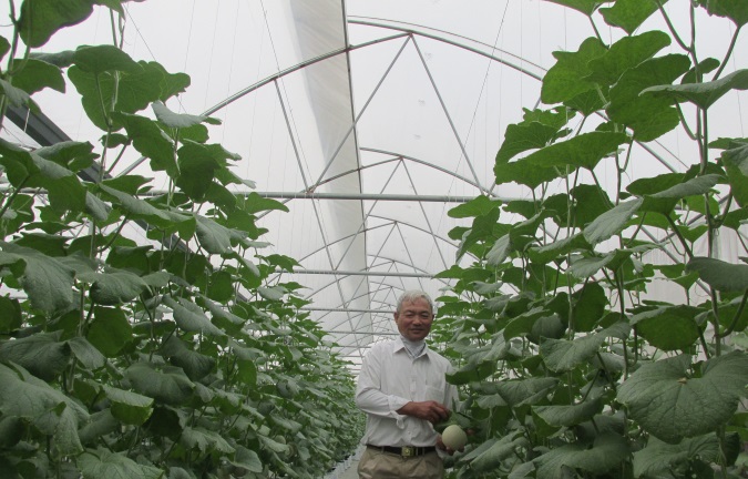 Dưa lưới trồng trong nhà kính công nghệ cao tại HTX Tân Minh Đức. Ảnh: Hải Tiến.